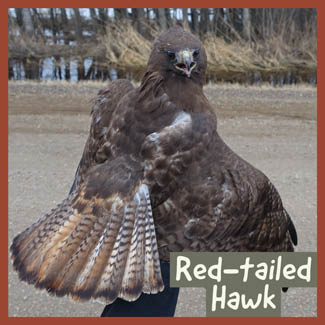 Red-tailed Hawk